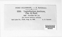 Melanconium juncinum image